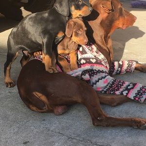 Meet your Posher, Silvia